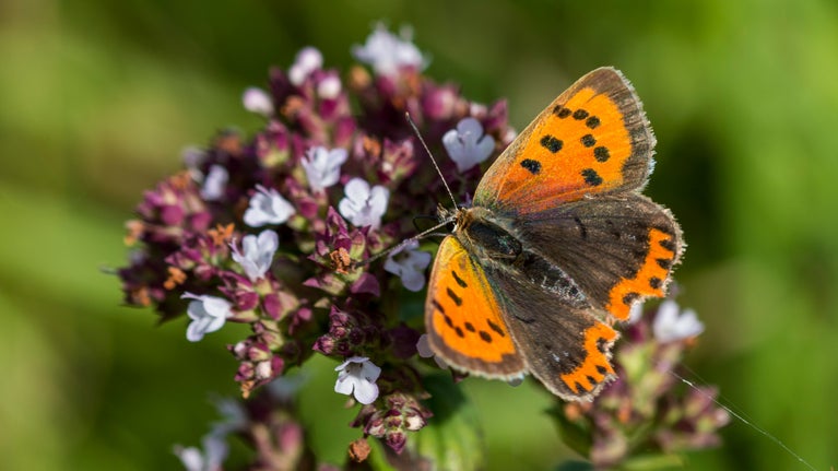 A small copper butterfly on a wildflower